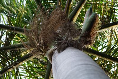 Close-up of hand holding coconut palm tree