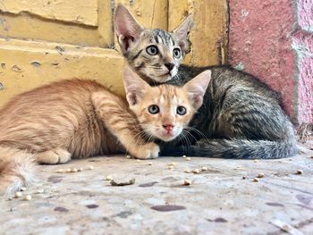 Portrait of cats