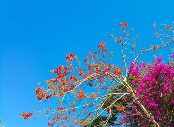 Low angle view of flower tree against blue sky