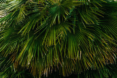 Close-up of palm tree leaves