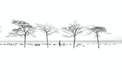 Bare trees on snow covered land against sky