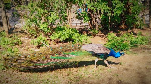 High angle view of peacock amidst trees in forest