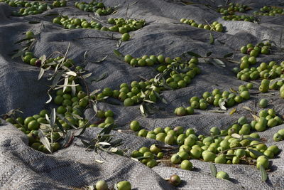 Full frame of freshly harvested green olives on the ground