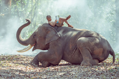 Boy reading book while lying on elephant