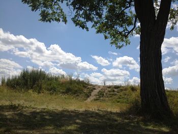 Trees on grassy field against cloudy sky