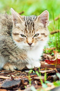 Close-up portrait of a cat