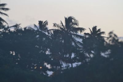 Low angle view of trees against sky