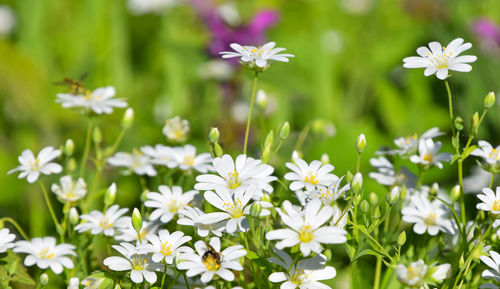 Close-up of white daisy blooming outdoors