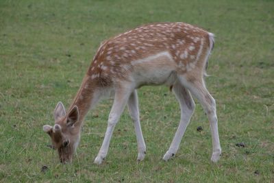 Close-up of deer on field