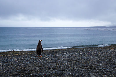 View of bird on beach against sky