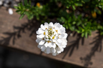plant