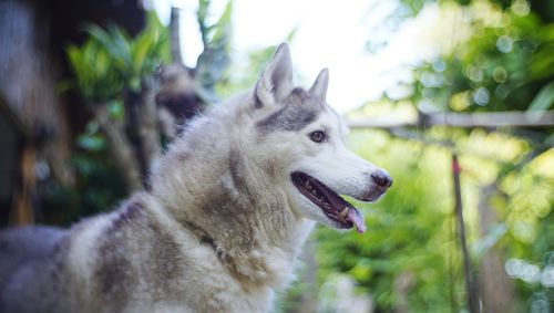 Close-up of dog sticking out tongue