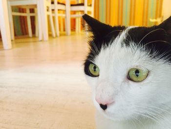 Close-up portrait of cat