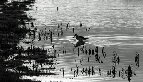 High angle view of birds flying over lake