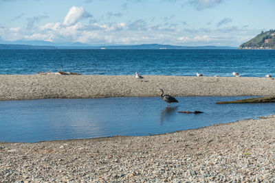 View of seagulls on beach against sky