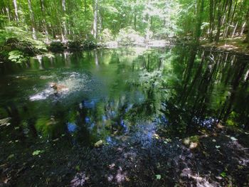 Reflection of trees in water