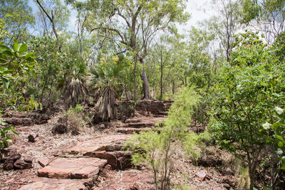 Trees growing in forest