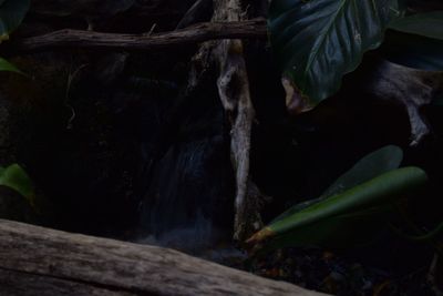 Close-up of turtle in aquarium