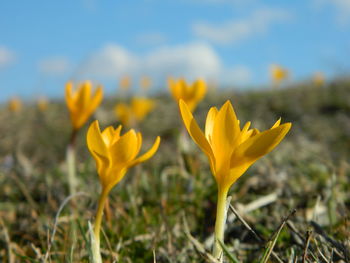 Yellow crocus growing on field against sky