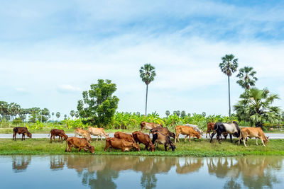 Cows on field against sky