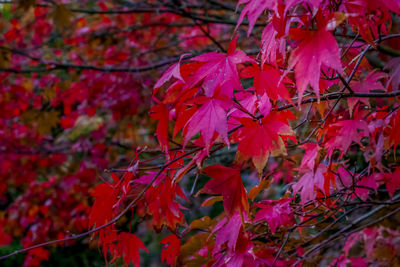 Close-up of red maple leaves