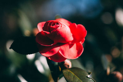 Close-up of red rose on sunny day