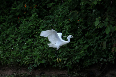 White bird flying