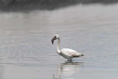 Duck on a lake