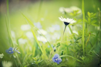 Close-up of purple flowers blooming in field