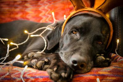 Portrait of black dog with headband and string lights relaxing on sofa at home