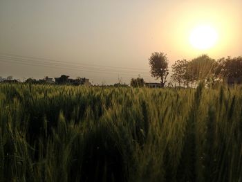 Scenic view of field against clear sky at sunset