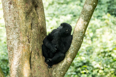 Close-up of monkey on tree trunk