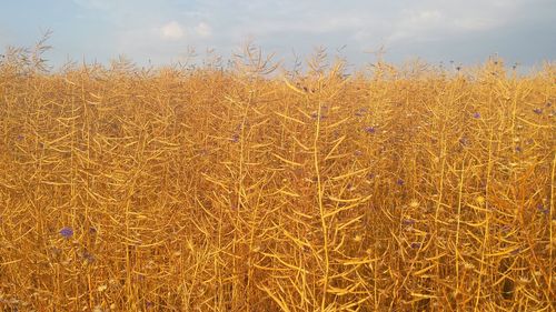 Close-up of wheat field against sky