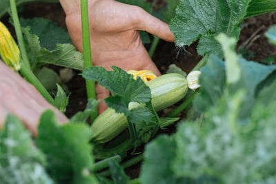 Close-up of man working on plant