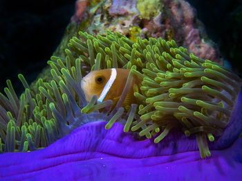 The maldives anemonefish is often found in beautifully coloured anemones amongst the coral