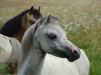 Close-up of horse standing on field