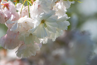 Close-up of white cherry blossom tree