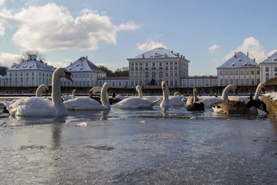 Seagulls on water against buildings