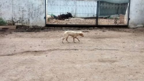 Sheep in pen