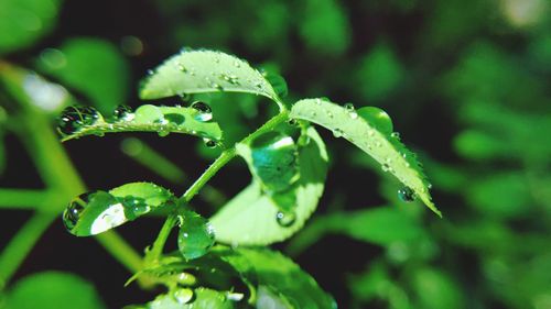 Close-up of water drops on plant