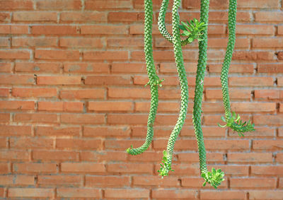 Close-up of ivy growing on brick wall