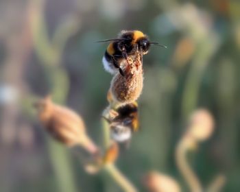 Close-up of bee pollinating on flower