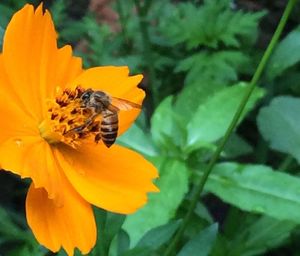 Close-up of bee pollinating on yellow flower