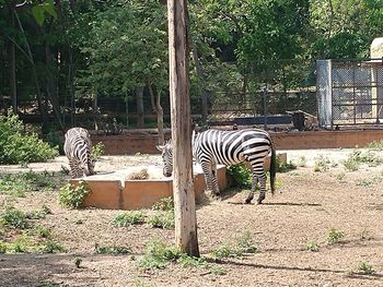 View of a horse in zoo