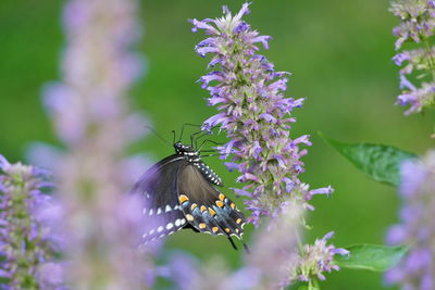 Close-up of butterfly on purple flowering plant