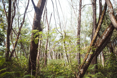 View of trees in forest