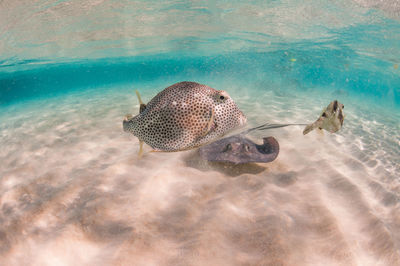 Trunk fish and stingray 