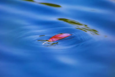 Fish swimming in sea