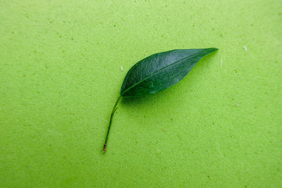 High angle view of green leaf in water