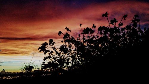 Silhouette trees against sky during sunset